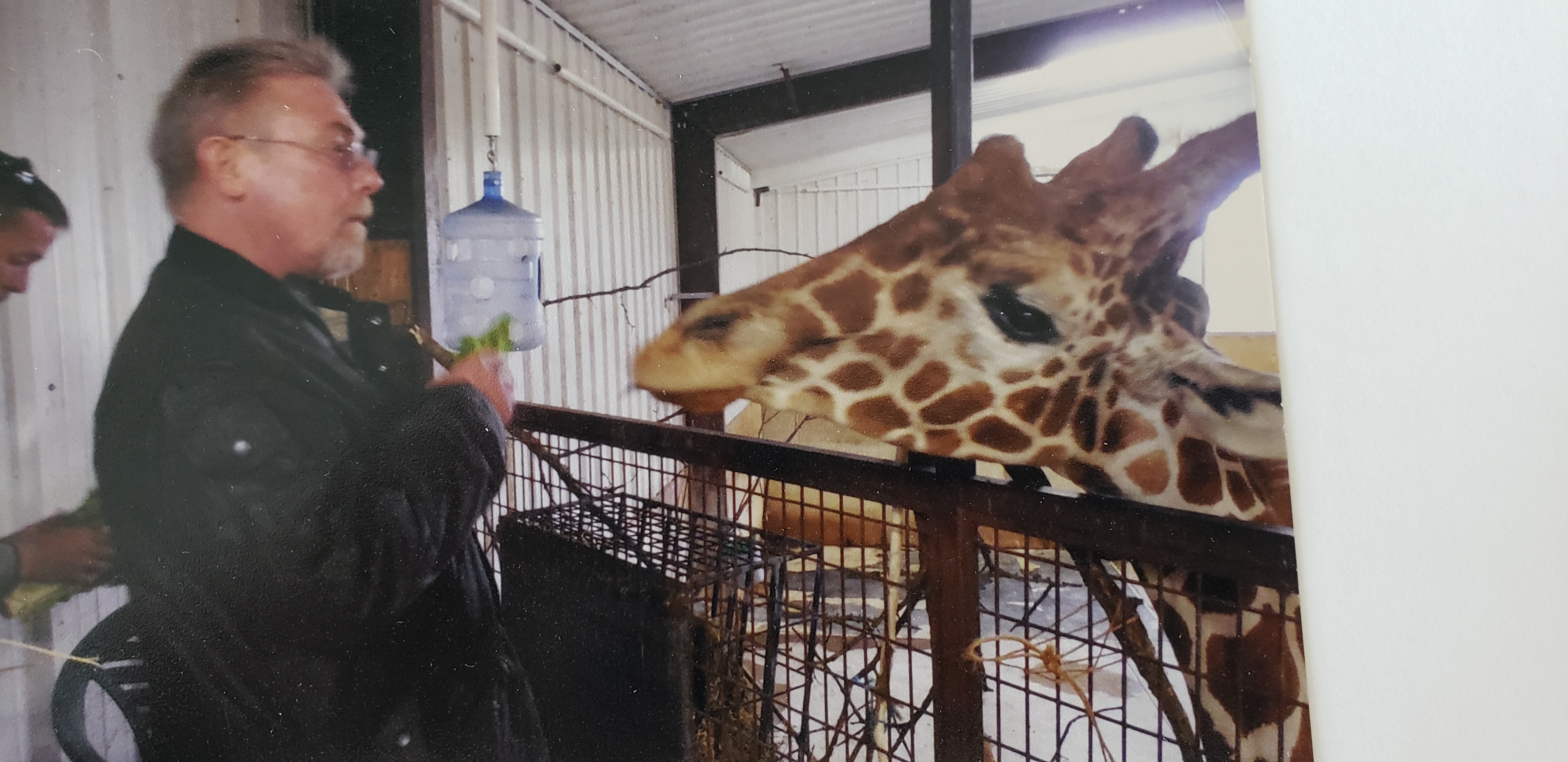 man feeding lettuce to giraffe at The Wilds