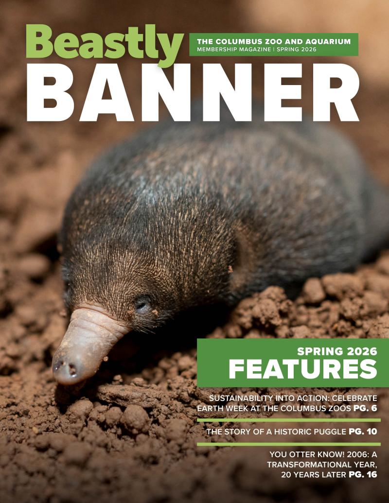 magazine cover feature an echidna puggle