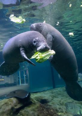 manatees eating cabbage