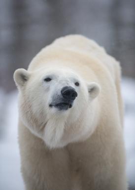 Polar Bear