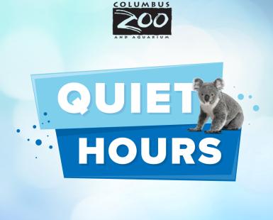 Quiet Hours with a Koala