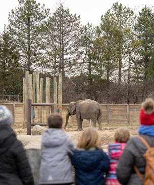 Guest looking at Asian elephant