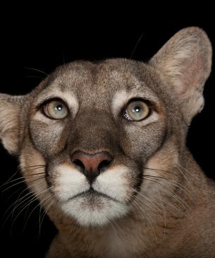 Florida panther, credit Joel Sartore - National Geographic