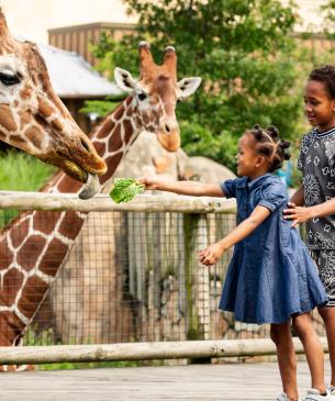 child feeding giraffe