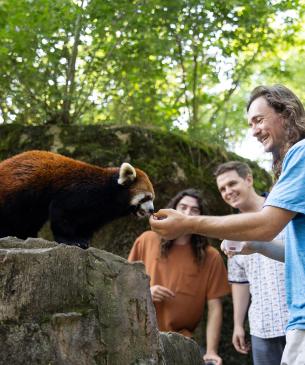 guests feeding red pandas