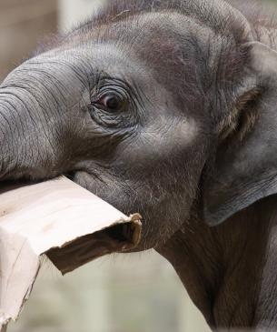 Asian elephant calf with enrichment in mouth