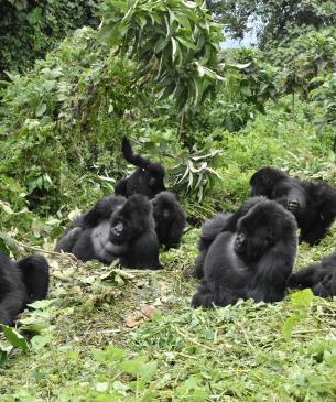 gorillas in forest