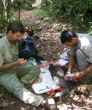 researchers and lemur