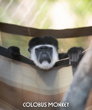 colobus monkey