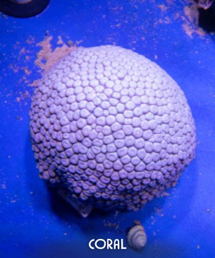 coral