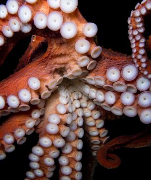 Octopus, credit Joel Sartore, National Geographic