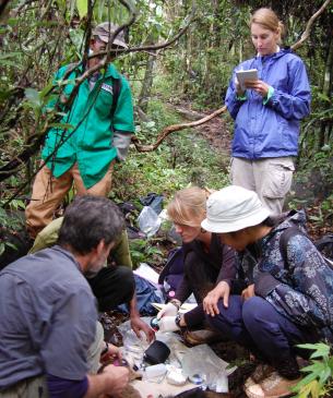 team working with lemur