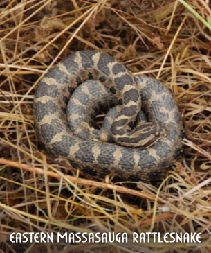 curled snake