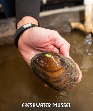 mussel in hand