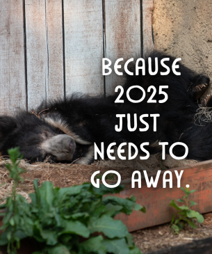 sloth bear with "Because 2025 just needs to go away" embedded
