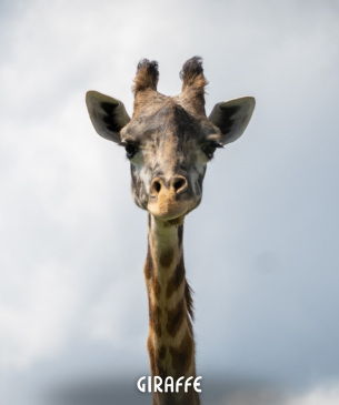 giraffe