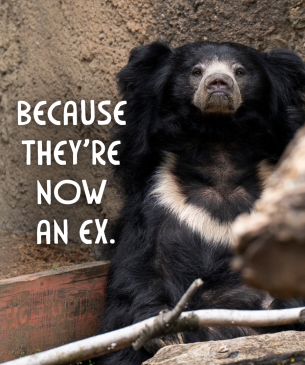 Sloth bear with "Because they're now an ex" embedded