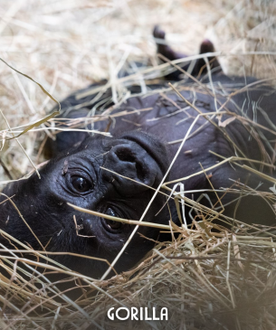 gorilla in hay