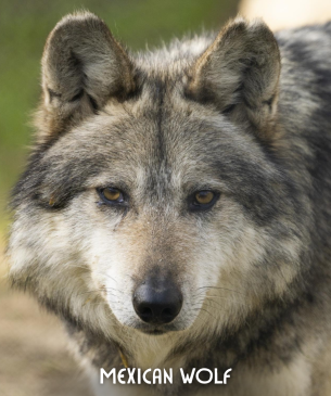 wolf