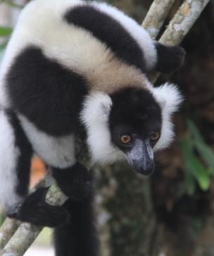 lemur