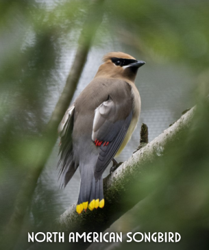 cedar waxwing