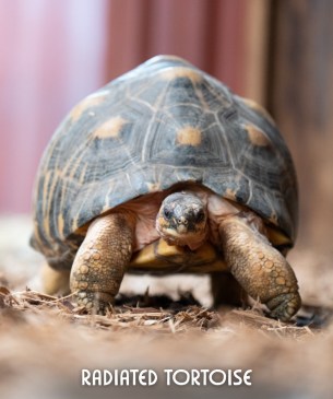 tortoise
