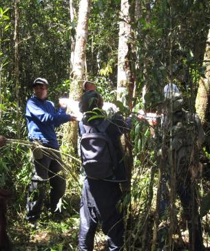 catching a lemur