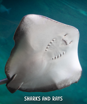 stingray