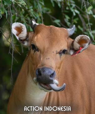banteng