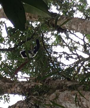 lemur in tree