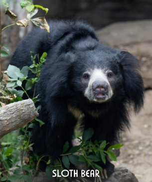 sloth bear