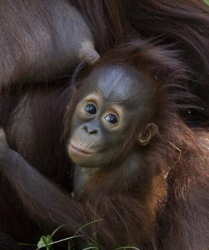 baby orangutan