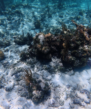 underwater image