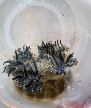species in bucket