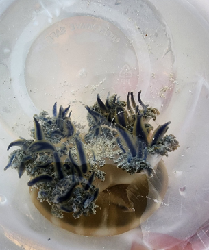 coral in cup
