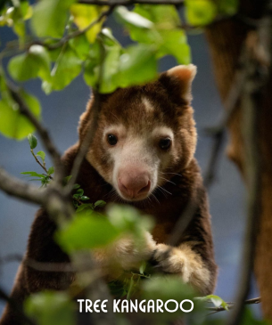 tree kangaroo
