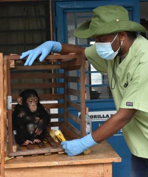 man feeding baby chimp