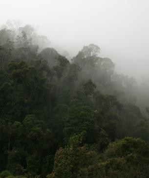 fog in trees