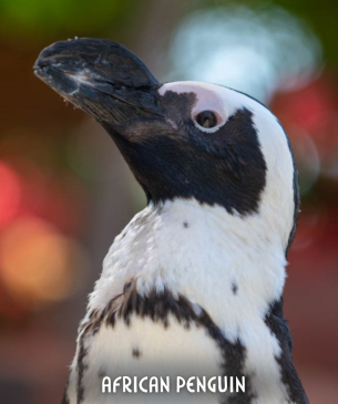 penguin
