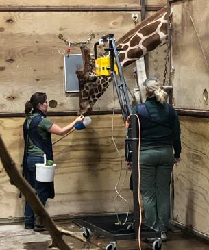 giraffe medical procedure