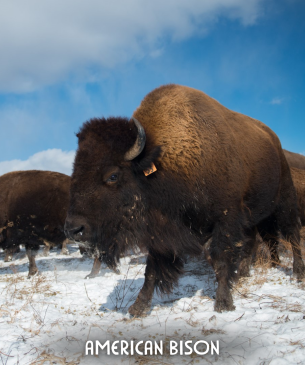 bison