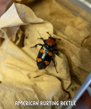 beetle