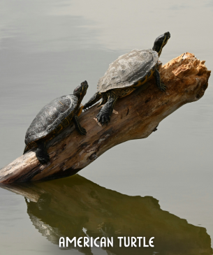turtles on log
