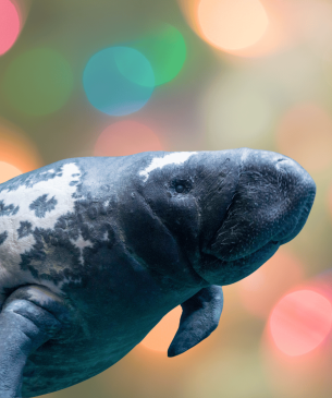 manatee