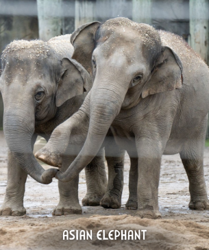 two elephants