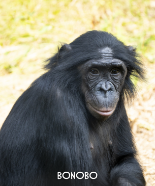 bonobo