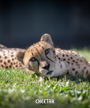 cheetah
