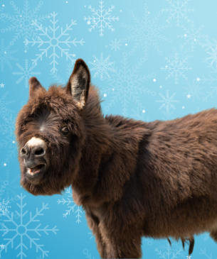 donkey