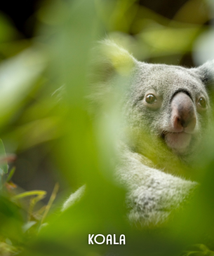 koala
