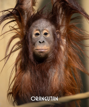 orangutan